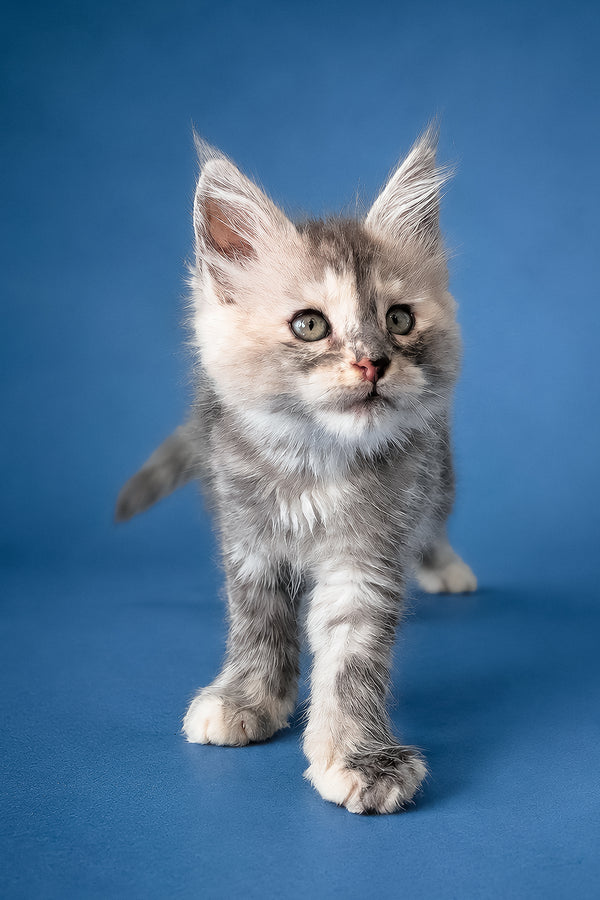Flamingo | Maine Coon Kitten