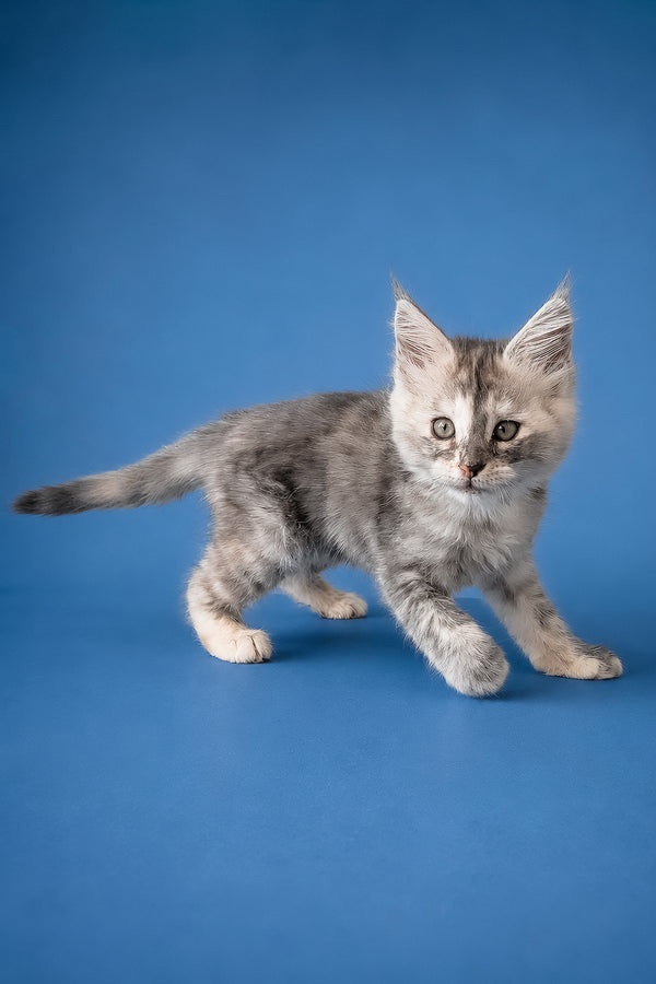 Flamingo | Maine Coon Kitten