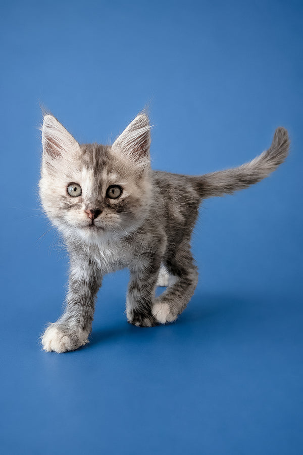 Flamingo | Maine Coon Kitten