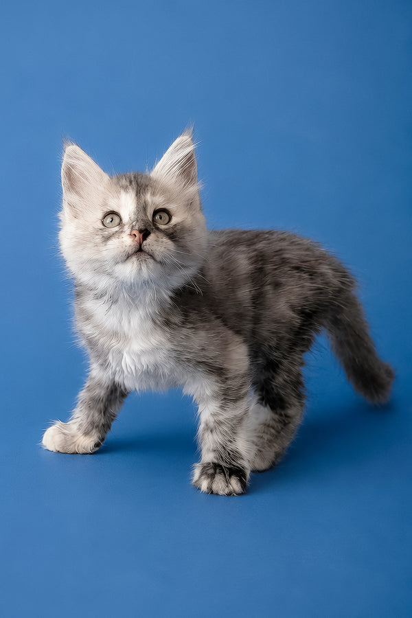 Flamingo | Maine Coon Kitten