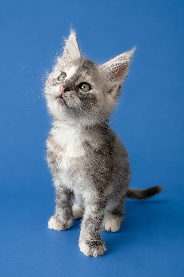 Flamingo | Maine Coon Kitten