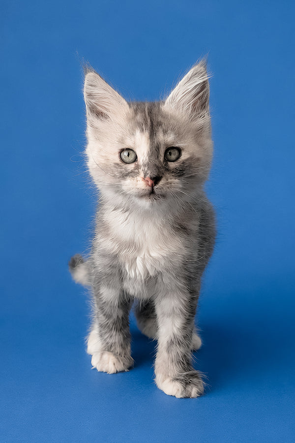 Flamingo | Maine Coon Kitten