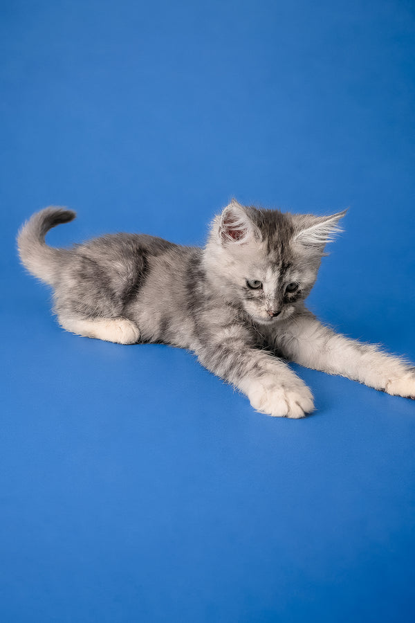 Flamingo | Maine Coon Kitten