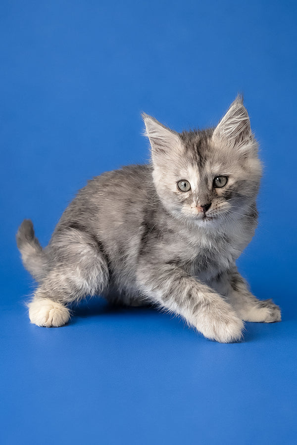 Flamingo | Maine Coon Kitten