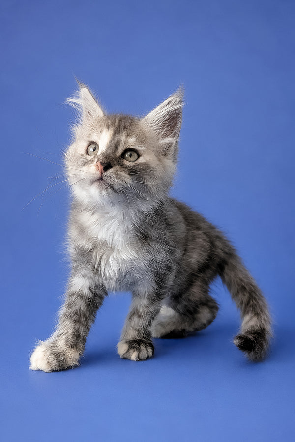 Flamingo | Maine Coon Kitten