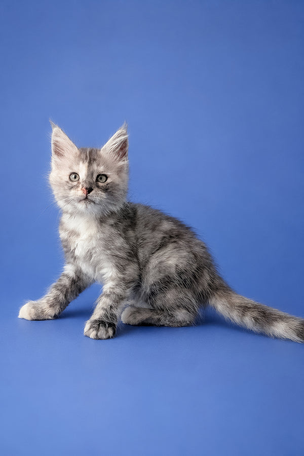 Flamingo | Maine Coon Kitten