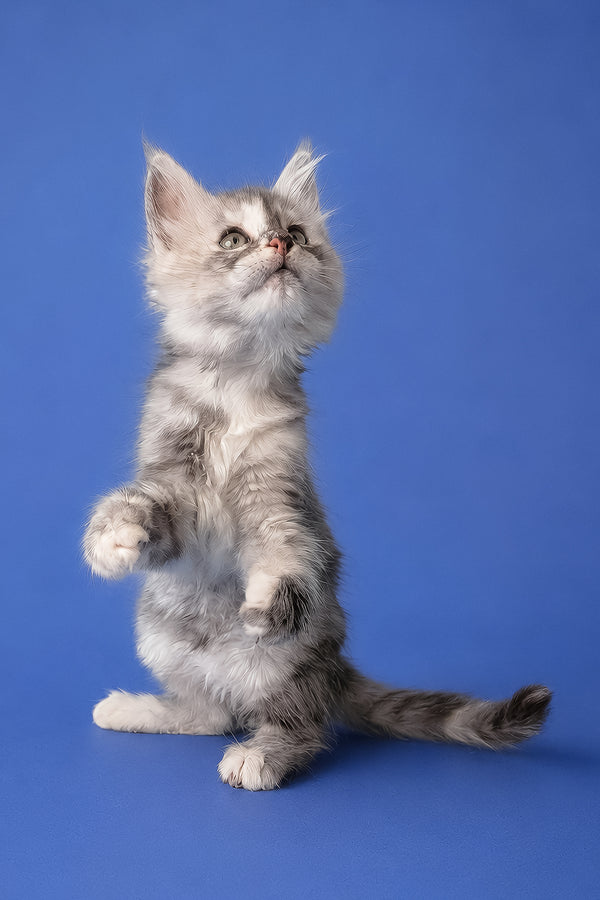 Flamingo | Maine Coon Kitten