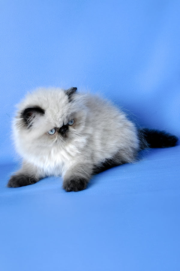 Fleur | Persian Kitten
