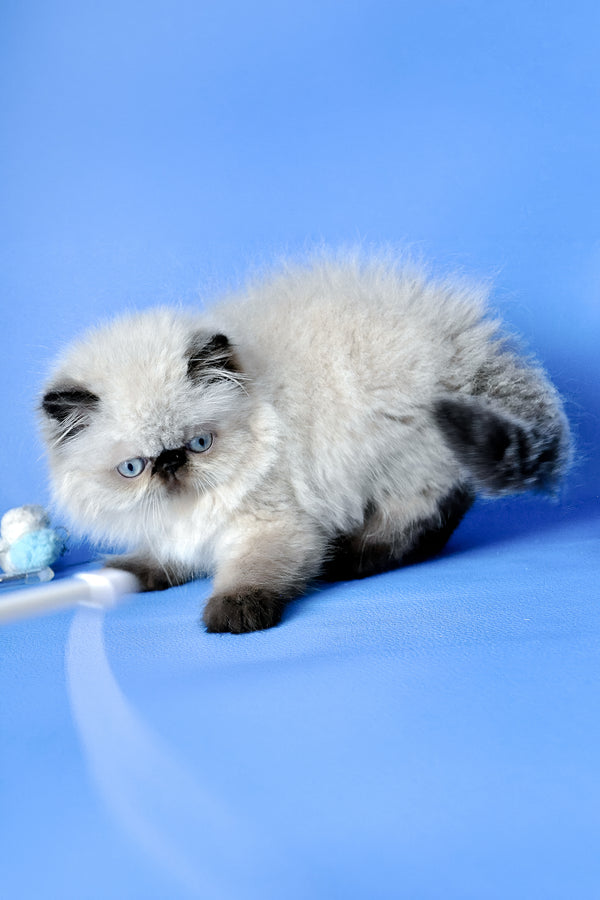 Fleur | Persian Kitten
