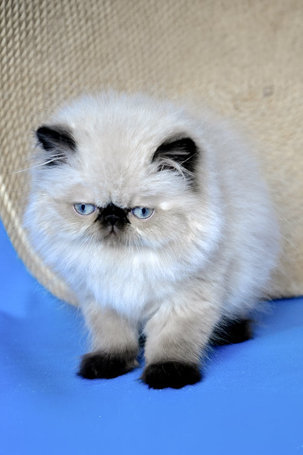 Fleur | Persian Kitten