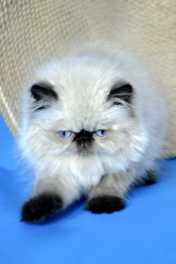 Fleur | Persian Kitten