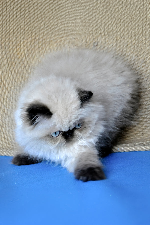 Fleur | Persian Kitten