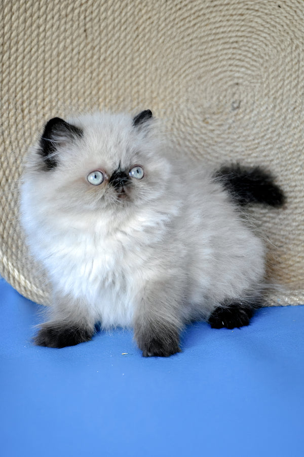 Fleur | Persian Kitten