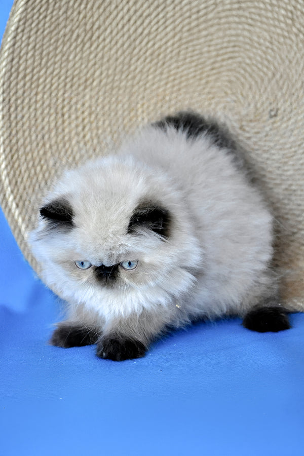 Fleur | Persian Kitten