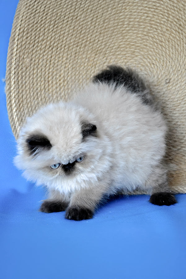 Fleur | Persian Kitten