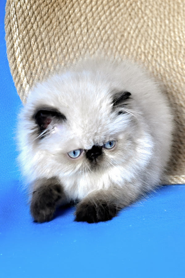 Fleur | Persian Kitten