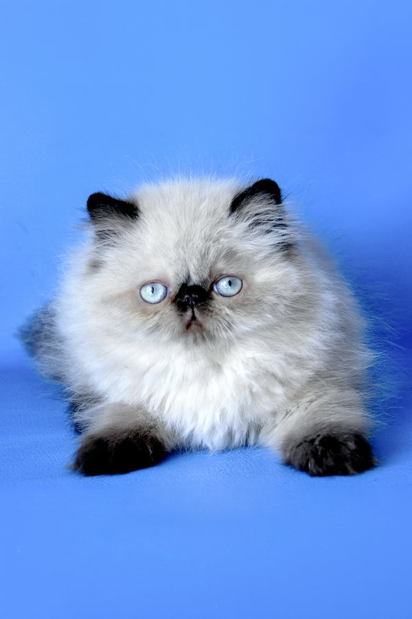 Fleur | Persian Kitten