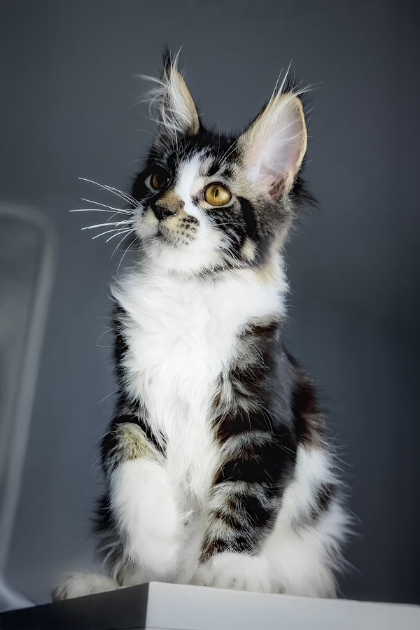 Floki | Maine Coon Kitten