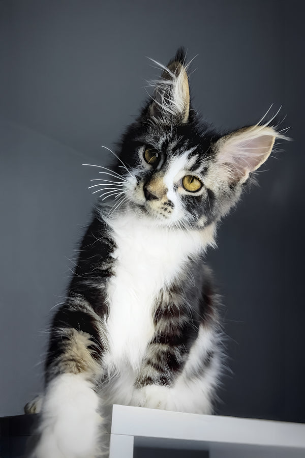 Floki | Maine Coon Kitten