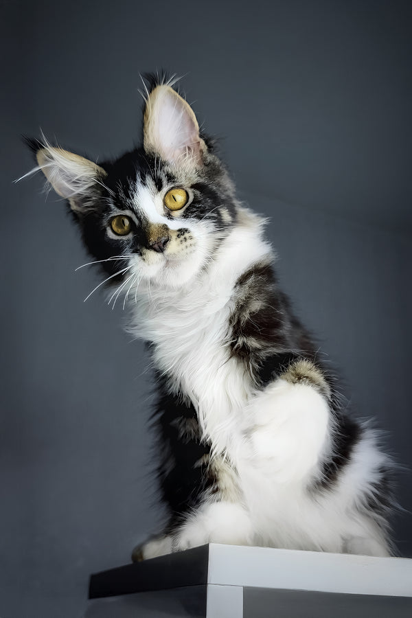 Floki | Maine Coon Kitten