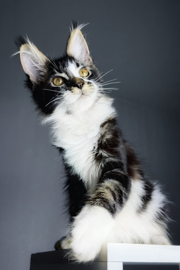 Floki | Maine Coon Kitten