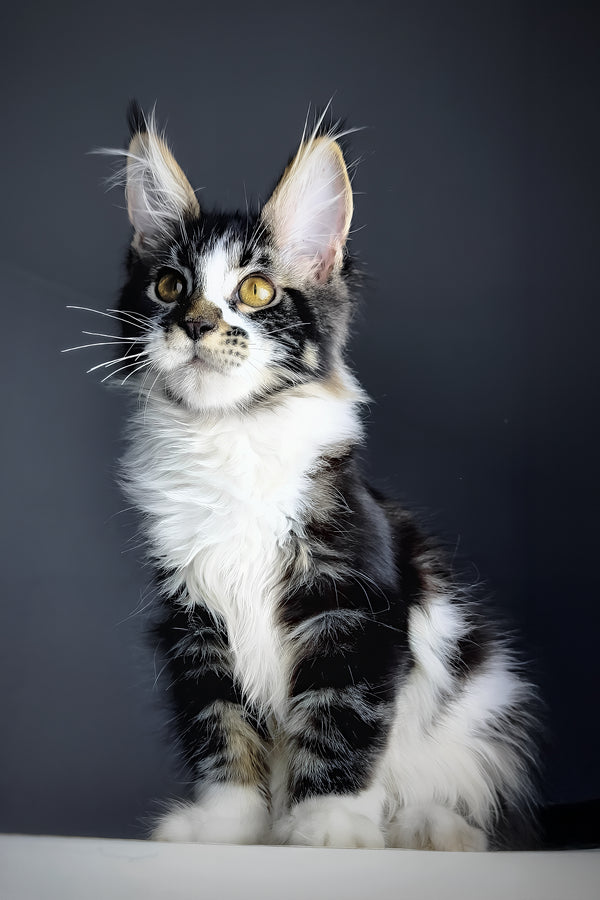 Floki | Maine Coon Kitten