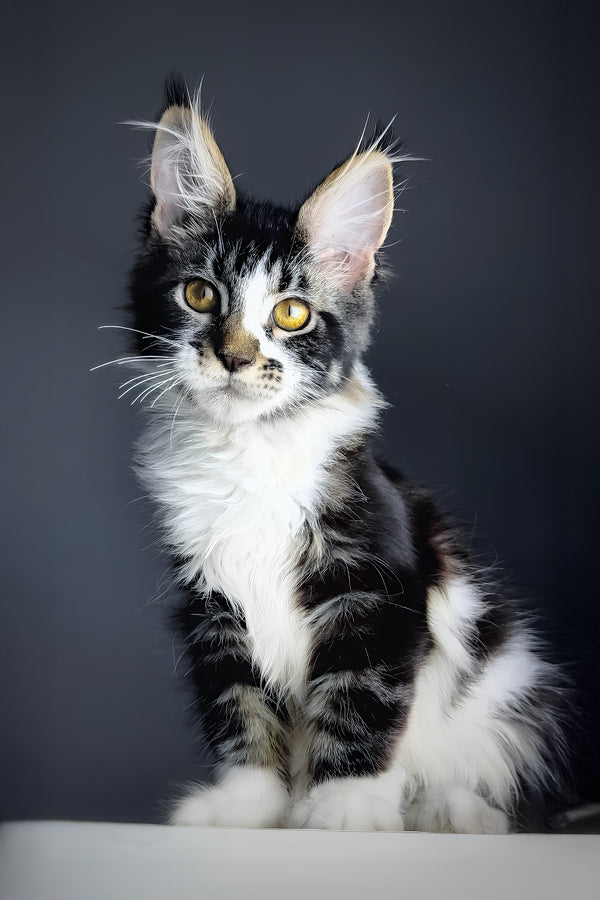 Floki | Maine Coon Kitten