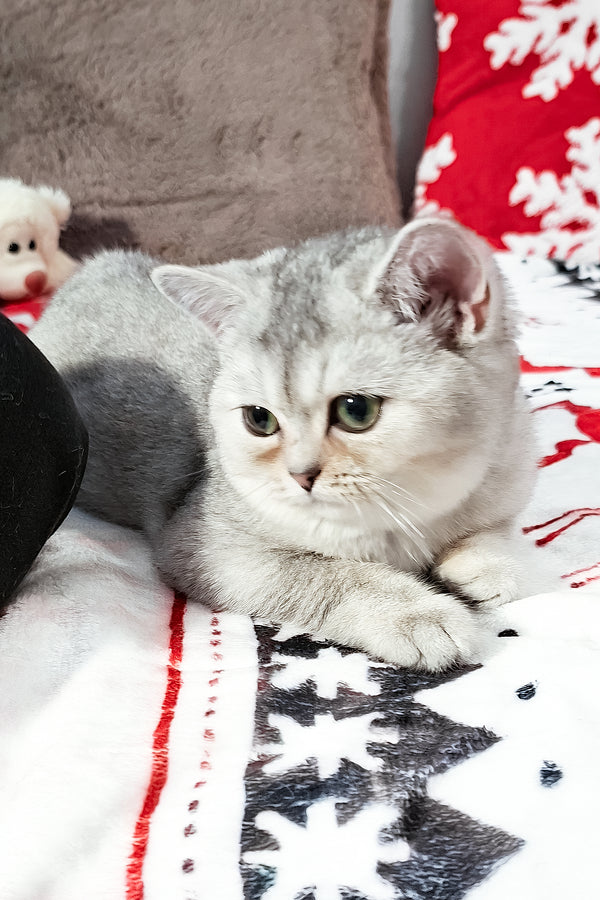 Flora | Scottish Straight Kitten