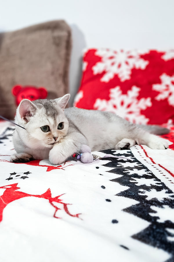 Flora | Scottish Straight Kitten