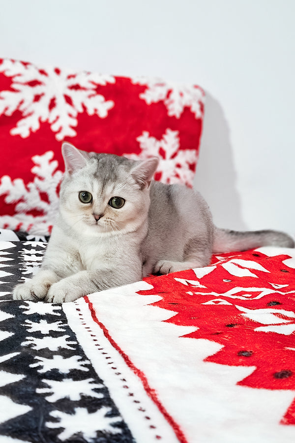 Flora | Scottish Straight Kitten