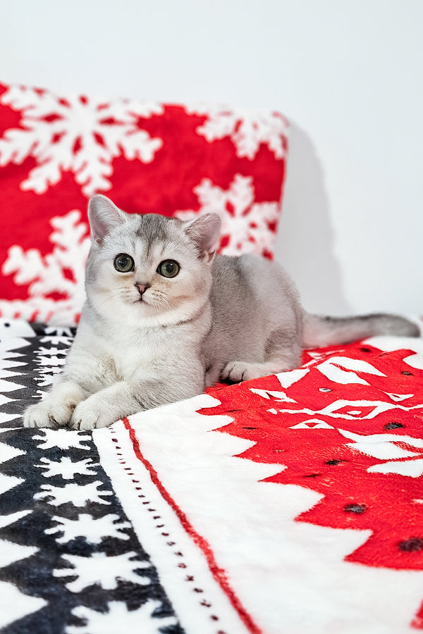 Flora | Scottish Straight Kitten