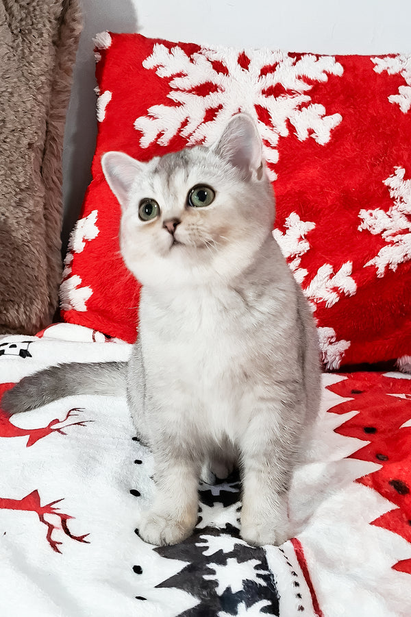 Flora | Scottish Straight Kitten