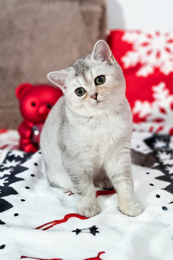 Flora | Scottish Straight Kitten