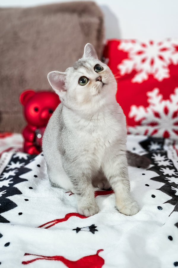 Flora | Scottish Straight Kitten