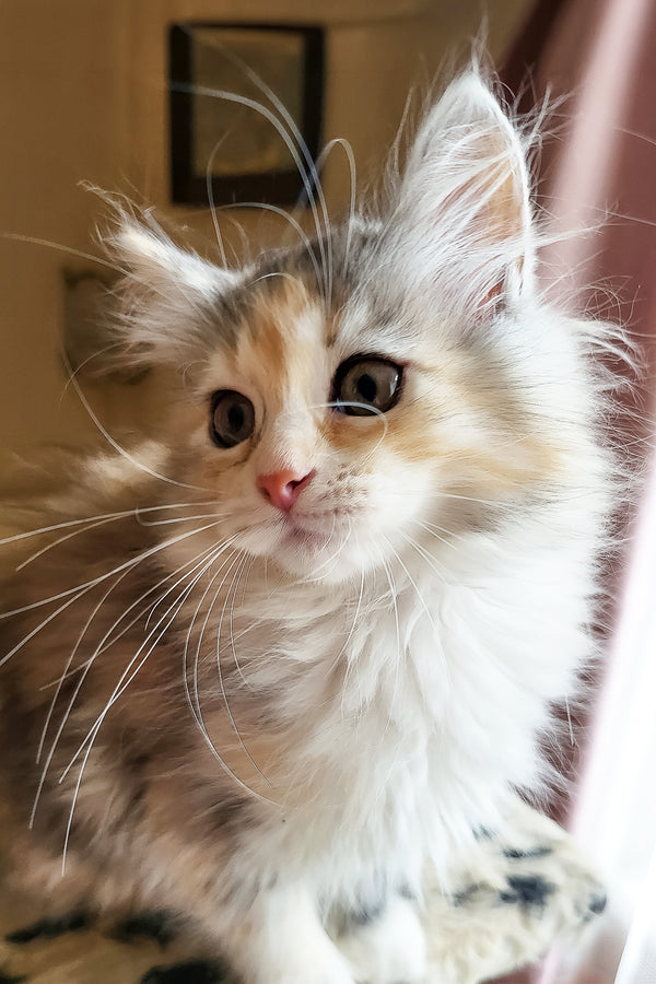Flora | Siberian Kitten