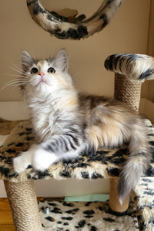 Flora | Siberian Kitten