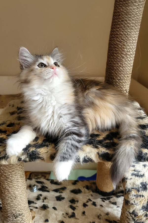 Flora | Siberian Kitten