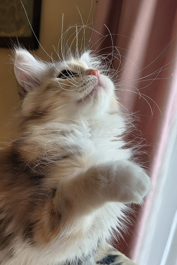 Flora | Siberian Kitten