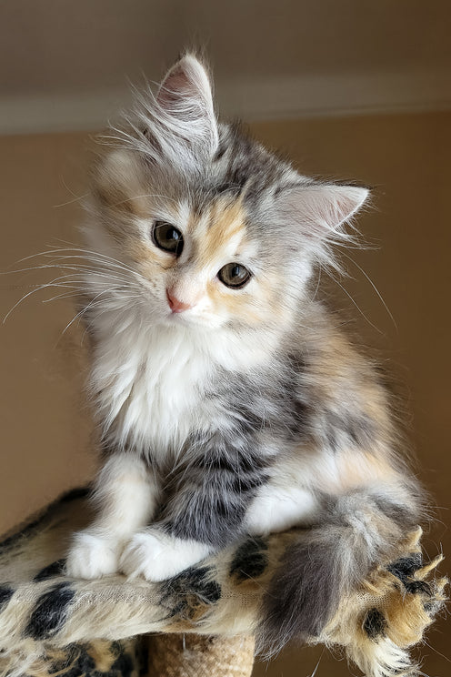 Flora | Siberian Kitten