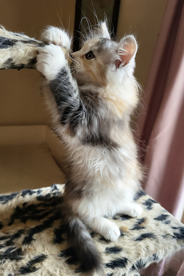 Flora | Siberian Kitten