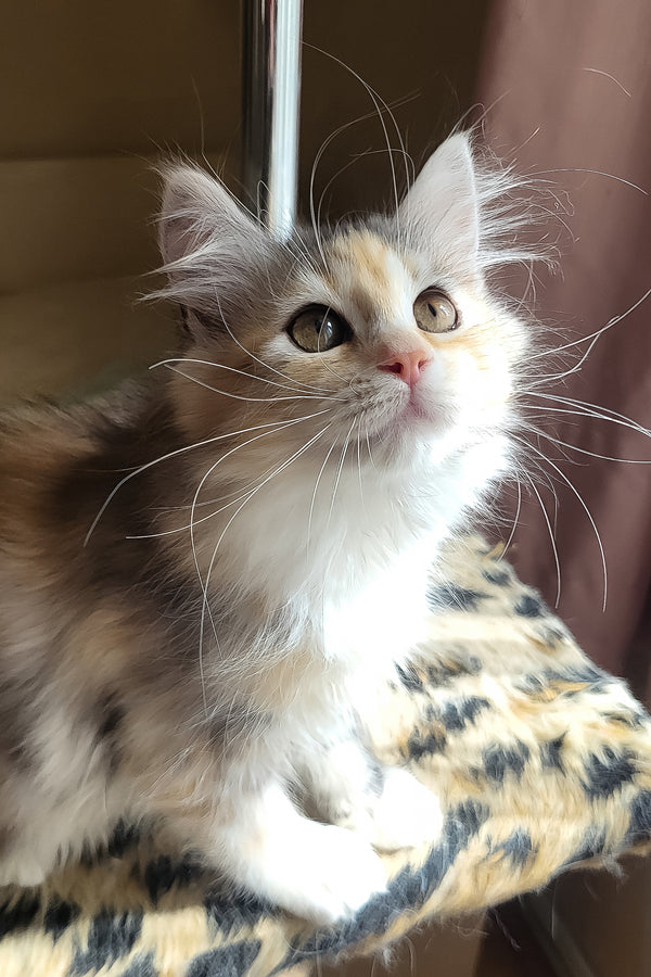 Flora | Siberian Kitten