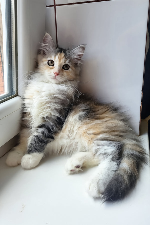 Flora | Siberian Kitten