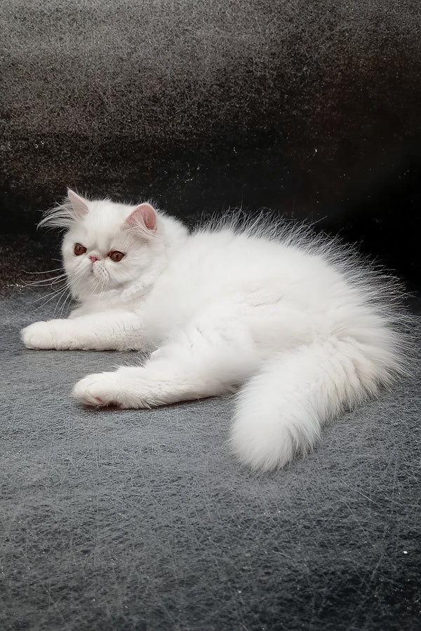 Florenc | Persian Kitten