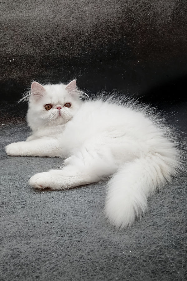 Florenc | Persian Kitten