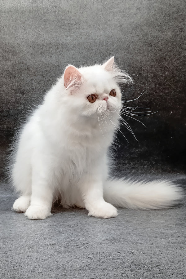 Florenc | Persian Kitten