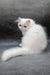 Florenc | Persian Kitten