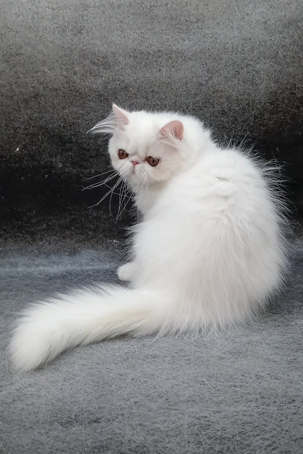 Florenc | Persian Kitten