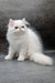 Florenc | Persian Kitten