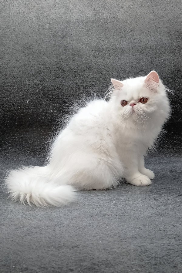 Florenc | Persian Kitten