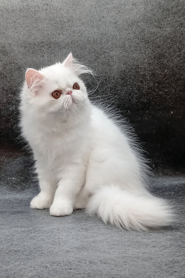 Florenc | Persian Kitten